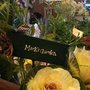 Photo of Marcia's Garden