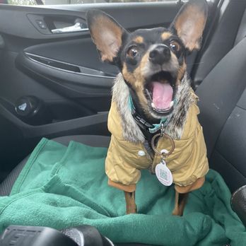 South Miami Vets & Pets - When we got to the clinic - Veterinarians Near Me - Miami, Florida South Miami Vets & Pets - When we got to the clinic - Veterinarians Near Me - Miami, Florida