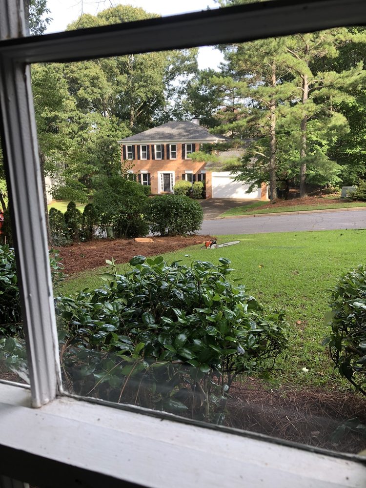 TREES OF Updated June 2024 11 Photos 974 Myrtle St, Roswell, Tree