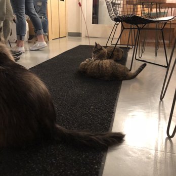 NEKO: A Cat Cafe - Themed Cafes Near Me - Seattle, Washington