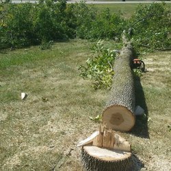 Hd Services - Ash tree Removal