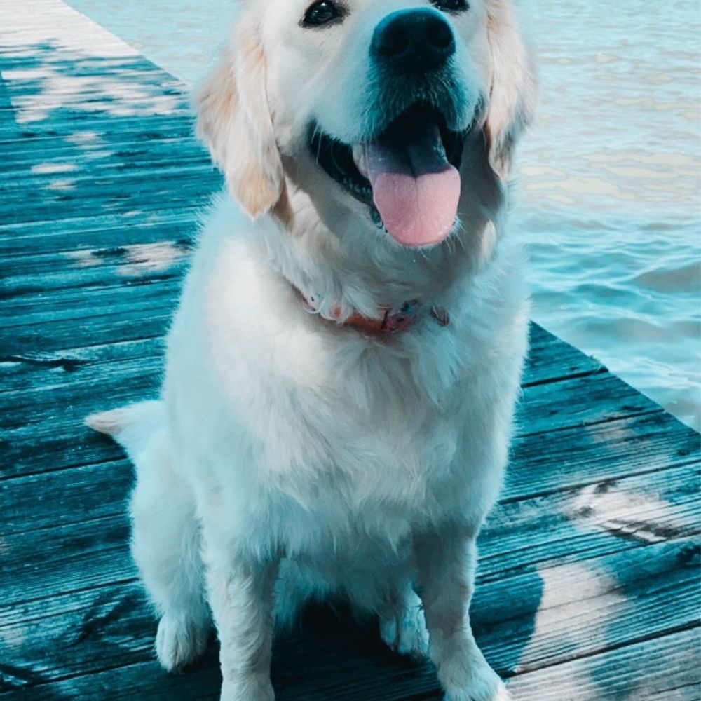 Barker Street - Before they botched her. She had gorgeous golden hair. - Pet Groomers Near Me - Bryan, Texas Barker Street - Before they botched her. She had gorgeous golden hair. - Pet Groomers Near Me - Bryan, Texas