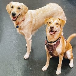 A Doggie Day - They are smiling for a fun day they are having and also the camera.