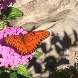 Eustis Yoga - Visitor to our garden