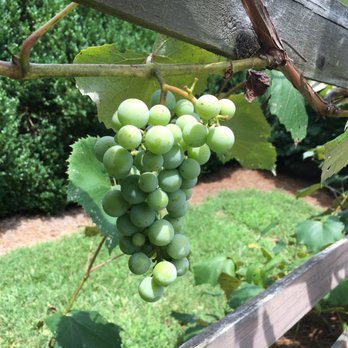Reynolda Gardens - Grapes - Colleges & Universities Near Me - Winston-Salem, North Carolina Reynolda Gardens - Grapes - Colleges & Universities Near Me - Winston-Salem, North Carolina