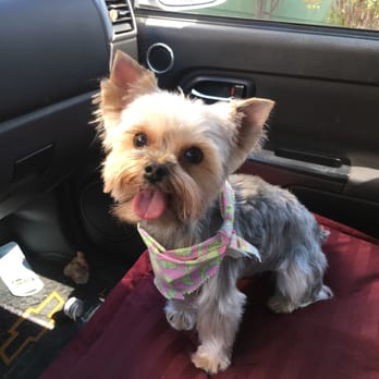 Hairy Hounds - Pet Groomers Near Me - Oakley, California