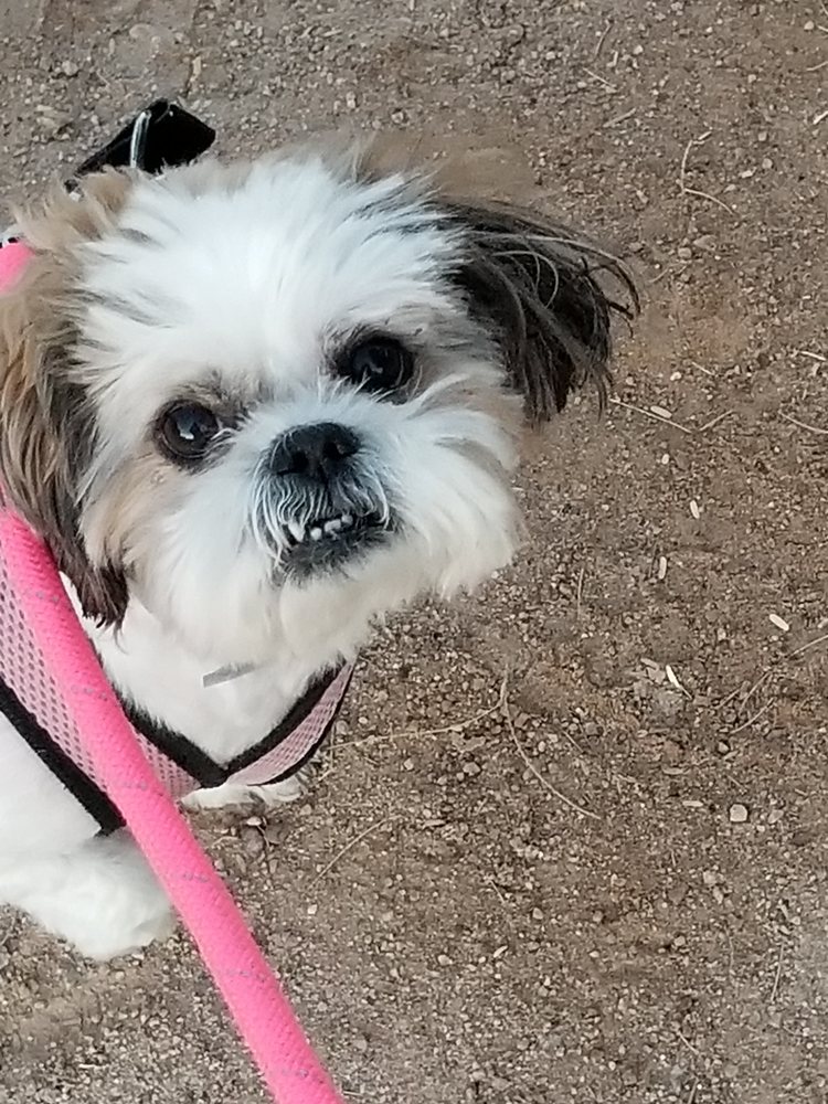 PASSION FUR PETS MOBILE GROOMING SALON Updated May 2024 24 Photos