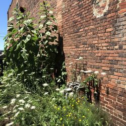Milo Grogan Butterfly Garden