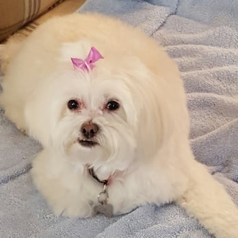 TLC Doggy Day Spa - Pet Groomers Near Me - Syosset, New York