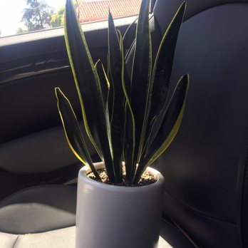 Sunset Nursery - They even potted it for me! Plant and pot $30, can't beat it. - Nurseries & Gardening Near Me - Los Angeles, California Sunset Nursery - They even potted it for me! Plant and pot $30, can't beat it. - Nurseries & Gardening Near Me - Los Angeles, California