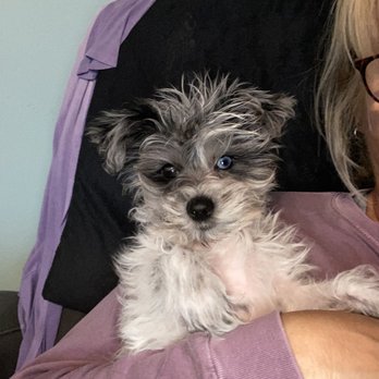 Breaking Bad Habits - My sweet Zannalee - Pet Training Near Me