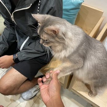 Cat Cafe MOFF Pearlridge Center - One of the cats was able to do little tricks - Themed Cafes Near Me - Aiea, Hawaii Cat Cafe MOFF Pearlridge Center - One of the cats was able to do little tricks - Themed Cafes Near Me - Aiea, Hawaii