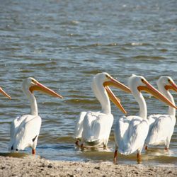 Florida Boat Rentals - White Pelican - Florida Boat Rentals, Vero Beach