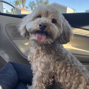 AZ Pet Stylist - Car ride - Pet Groomers Near Me - Queen Creek, Arizona
