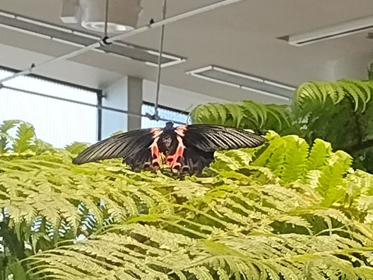 Audubon Insectarium by null