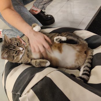 NEKO: A Cat Cafe - Belly rub and butt scratches - Themed Cafes Near Me - Seattle, Washington NEKO: A Cat Cafe - Belly rub and butt scratches - Themed Cafes Near Me - Seattle, Washington