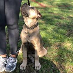Manifest K9