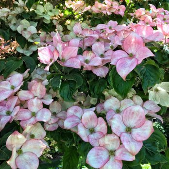 Stanley Park - The dogwood trees are really pretty - Parks Near Me - Vancouver, British Columbia Stanley Park - The dogwood trees are really pretty - Parks Near Me - Vancouver, British Columbia