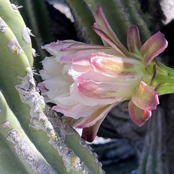 Lotusland - Cactus flower - Botanical Gardens Near Me - Santa Barbara, California Lotusland - Cactus flower - Botanical Gardens Near Me - Santa Barbara, California