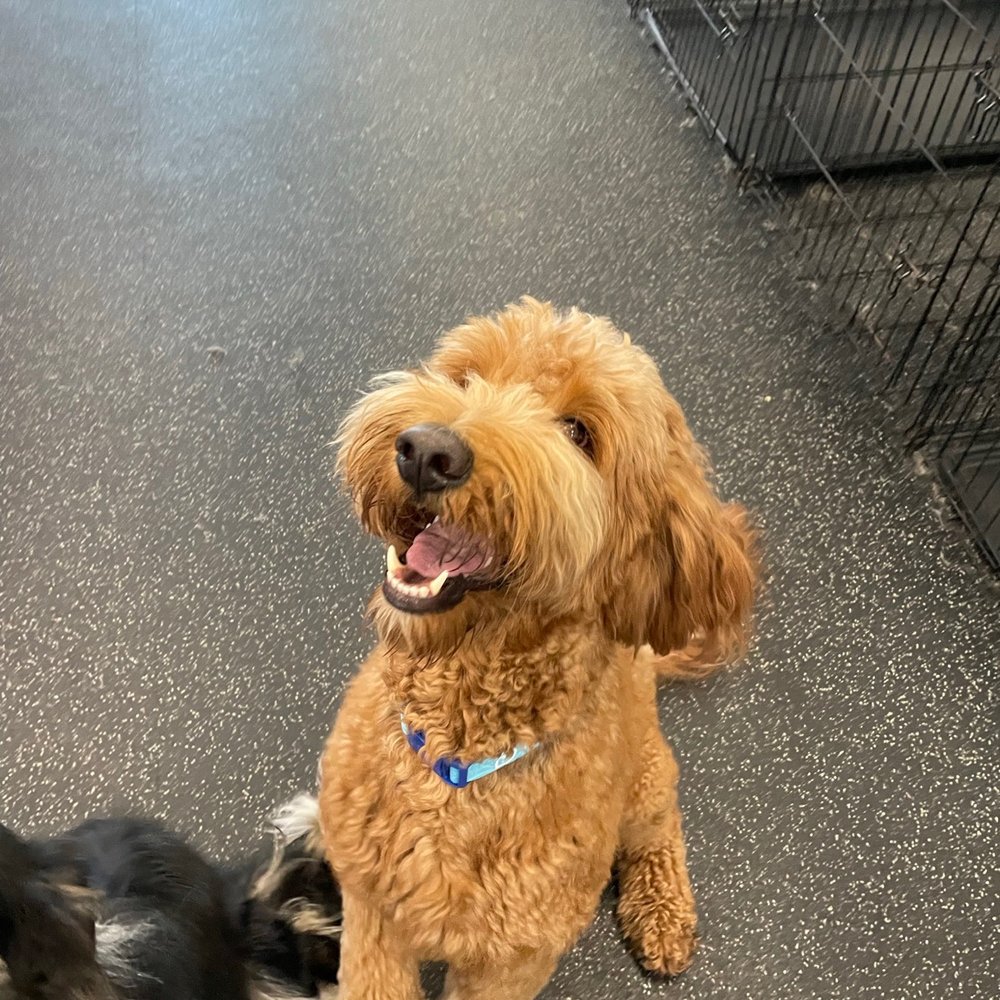 Dogtopia - Cheesin with my friends - Pet Groomers Near Me - Katy, Texas