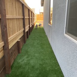 Weimaraners being introduced to the newly installed dog run.