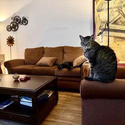 La-Z-Boy Furniture Galleries - Kitty Seal of Approval (for the furniture, not the coffee table!)