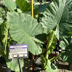 Amelia's Smarty Plants