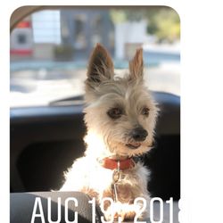 Companion Animal Medical Center - My dog before and after.