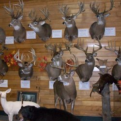 Wildlife Sports & Educational Museum - There are over 160 bucks on our wall of Whitetail Deer - including replicas of Milo Hanson, Jordan Breen & Hole in the Horn
