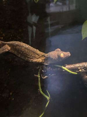 Prospect Park Zoo by null