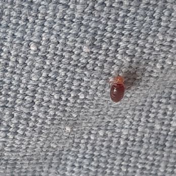 Casa Marias - One of many bed bugs present during my stay here from March 2020-Sept 2020 - Apartments Near Me - Portland, Oregon Casa Marias - One of many bed bugs present during my stay here from March 2020-Sept 2020 - Apartments Near Me - Portland, Oregon