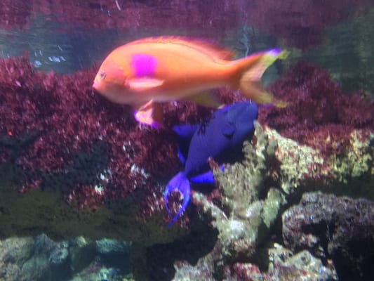 Sea Life Scheveningen by null