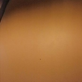 Al Dente Restaurant - The black dots are flies. - Italian Near Me - Boston, Massachusetts