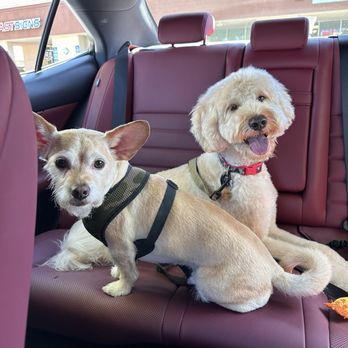 Furologist Dog Spa - Pet Groomers Near Me - San Jose, California