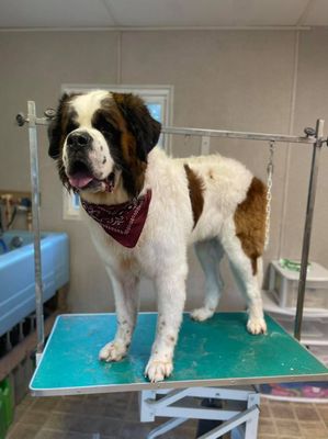 Grooming Appointment! - Your fur baby’s well being is our top priority! There is no other place you can bring them where they will feel as at home as they will at The Groom Station! Give us a call today to book at appointment.