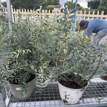 Casaplanta Garden Center - Olive trees - Nurseries & Gardening Near Me - Miami, Florida