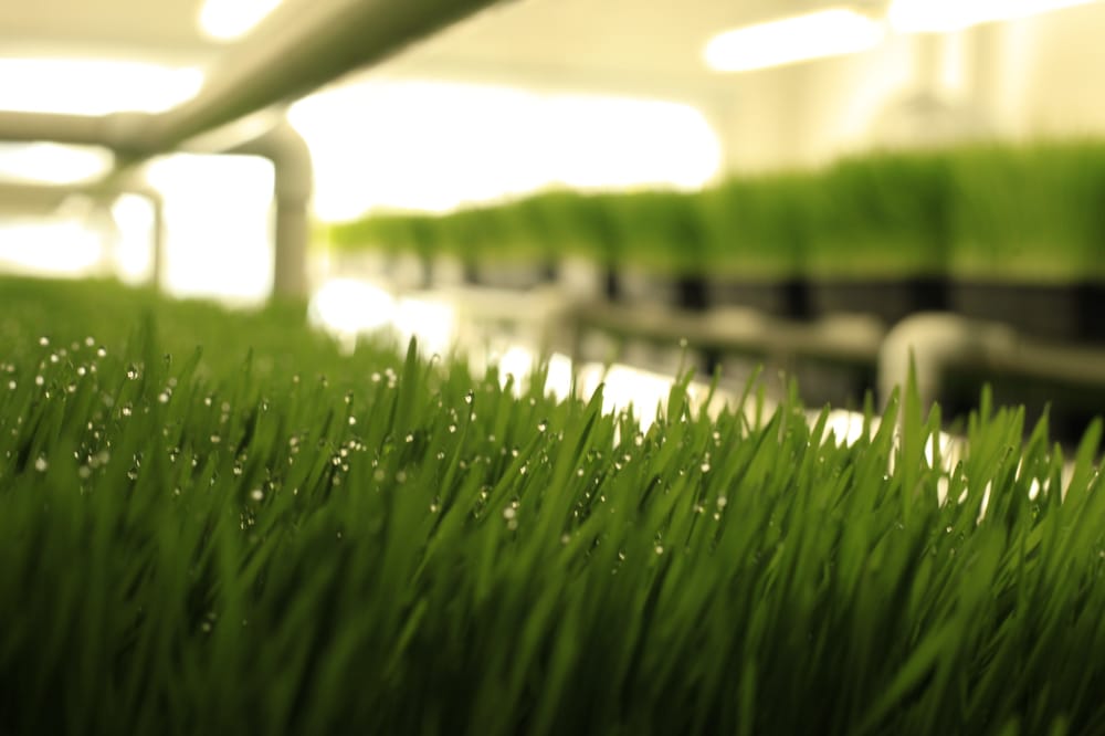 GOT SPROUTS Updated September 2024 11 Reviews 6758 N Military Trl