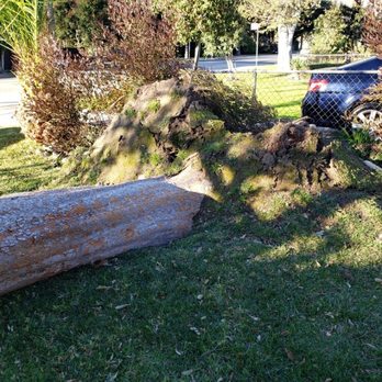 Lopez Tree Service - Landscaping Near Me - Altadena , California