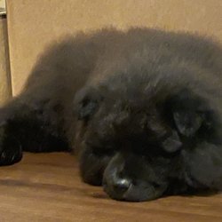 Petland