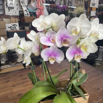 Flora Clay - $30 total for 2 double stem orchids and 1 circular orchid - Florists Near Me - Los Angeles, California Flora Clay - $30 total for 2 double stem orchids and 1 circular orchid - Florists Near Me - Los Angeles, California