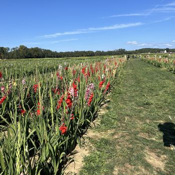 HOLLAND RIDGE FARMS - Updated January 2025 - 1776 Photos & 133 Reviews - 108 Rues Rd, Cream