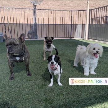 LV Dog Resort II - Pet Boarding Near Me - Las Vegas, Nevada LV Dog Resort II - Pet Boarding Near Me - Las Vegas, Nevada