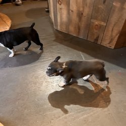 Wise House Coffee Roasters - More dogs