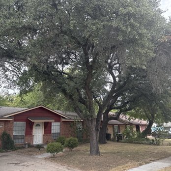 Herbst Tree Service - Here's one of the trees we started with. - Tree Services Near Me - Wylie, Texas Herbst Tree Service - Here's one of the trees we started with. - Tree Services Near Me - Wylie, Texas