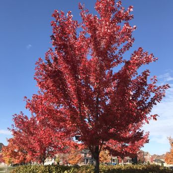Wismer Park - Fall colours - Parks Near Me - Markham, Ontario