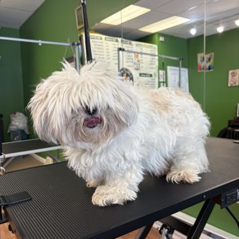 Fox Chase Tails Salon - Pet Groomers Near Me - Philadelphia, Pennsylvania Fox Chase Tails Salon - Pet Groomers Near Me - Philadelphia, Pennsylvania