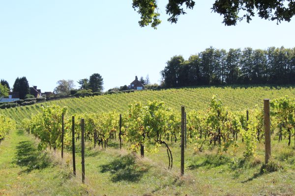 Denbies Wine Estate by null