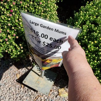 Lavender Ridge Farms - Mums - Nurseries & Gardening Near Me - Gainesville, Texas Lavender Ridge Farms - Mums - Nurseries & Gardening Near Me - Gainesville, Texas