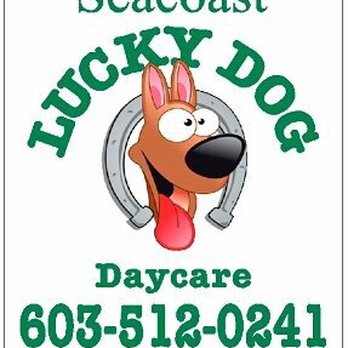 You lucky hot sale dog daycare