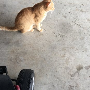 Hotel Texas Hallettsville - Nice cat - Hotels Near Me - Hallettsville, Texas Hotel Texas Hallettsville - Nice cat - Hotels Near Me - Hallettsville, Texas